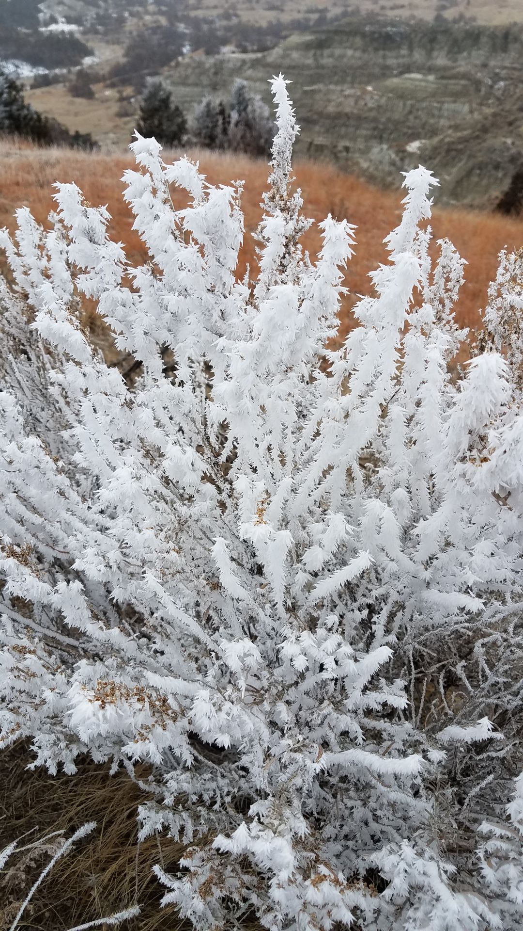 Morning Frost